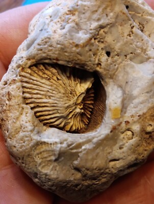 5.2oz Shell Fossil, HUGE IMPRINT 