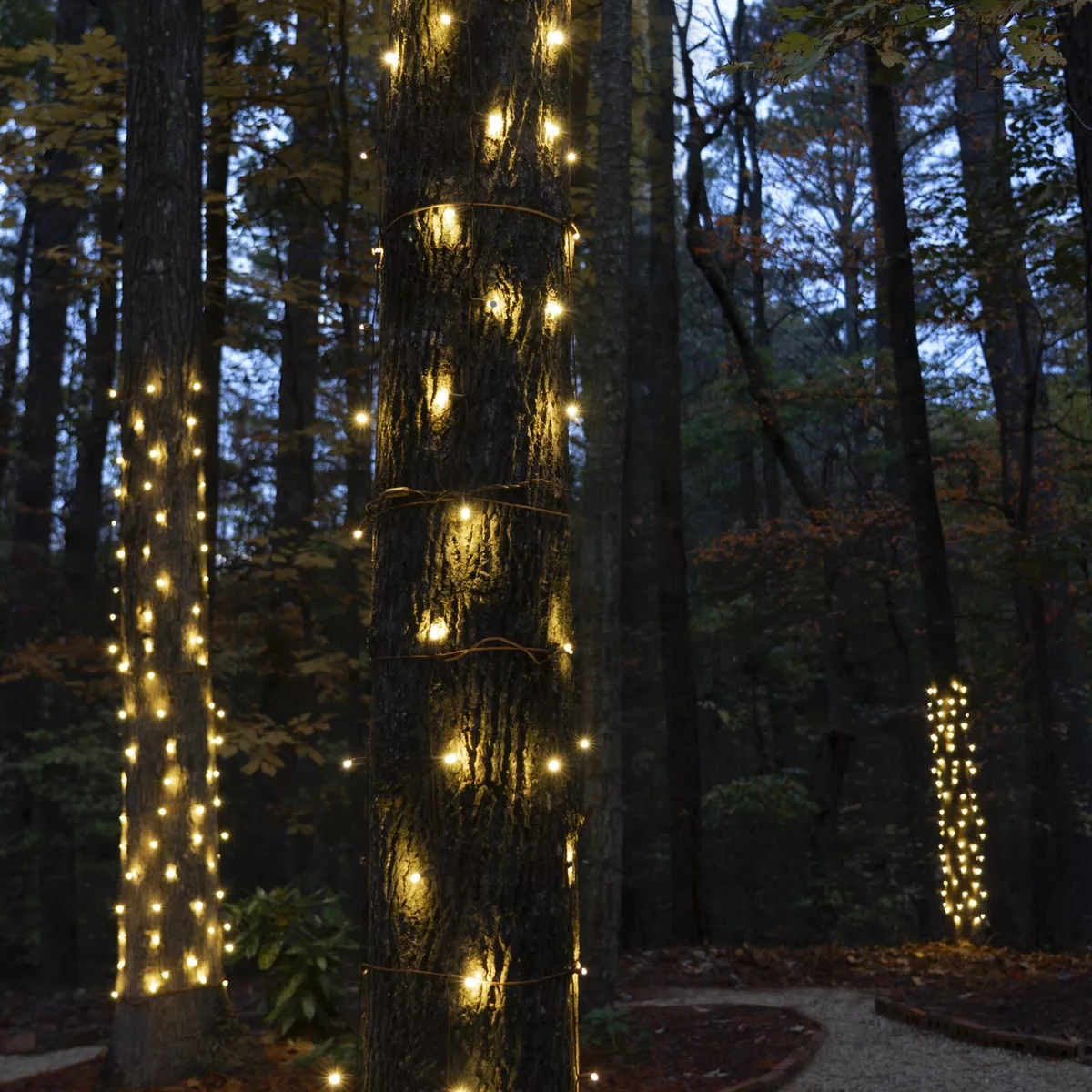 Tree wrapped sale in lights