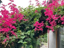 CORAL VINE SEEDS (Antigonon Leptopus) Mexican Creeper Chain of Love Pink Flower