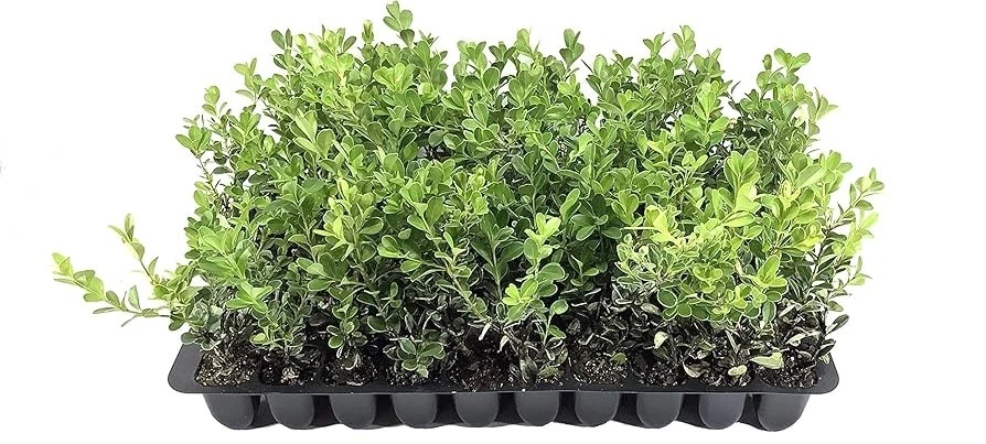 10 Japanese Boxwood Hedge - Buxus microphylla var. japonica - Starter Plug - Image 3 of 4