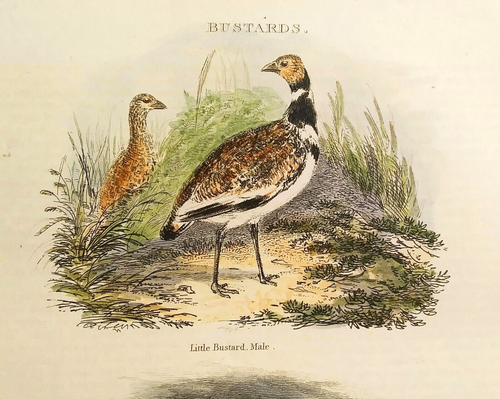 1835 Hand Colored Engraving, Bustards, Orr & Smith Publ - Picture 3 of 4