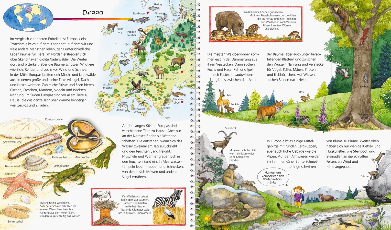 Thumbnail - Wieso? Weshalb? Warum? Mein Großer Tieratlas - Andrea Erne -