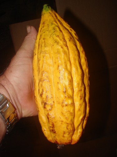 ~CACAO~ seedling Cocoa healthy Chocolate Tree Tropical Fruit small POT'D starter - Picture 9 of 11