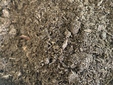 Premier Canadian Sphagnum Peat Moss 1 Gallon Bag.