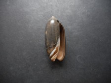 Oliva staleyi,Awesome!