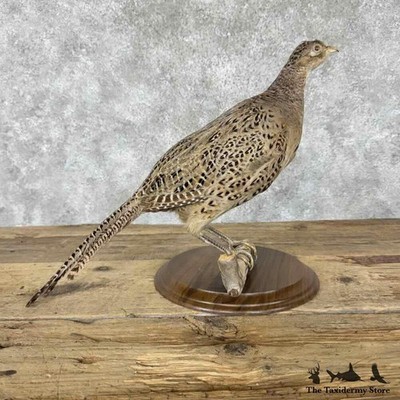 #31816 P | Ringneck Pheasant Hen Taxidermy Bird Mount For Sale
