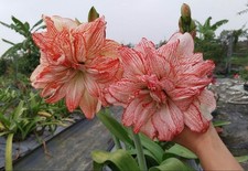 Pretty Imported Double Amaryllis Lily Faded Red White Flower Bulb Pack Of 3 Bulb