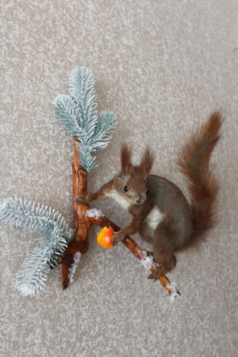0016 Magnificent Collection of Real Stuffed Squirrel Taxidermy