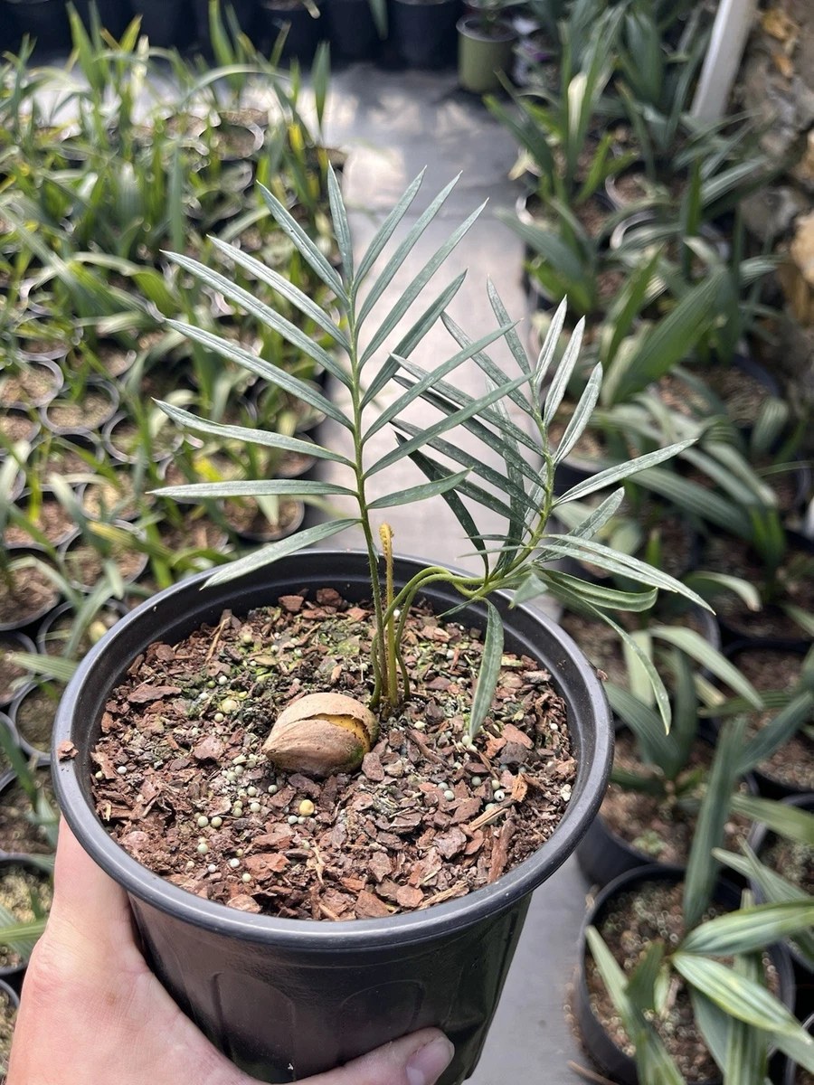 残1エンコリリウム アガボイデス 種子3粒　encholirium dyckia ネット 販売激安 エンコリリウム アガボイデス 種子3粒 encholirium