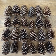 24 Pine Cones 3-5inches
