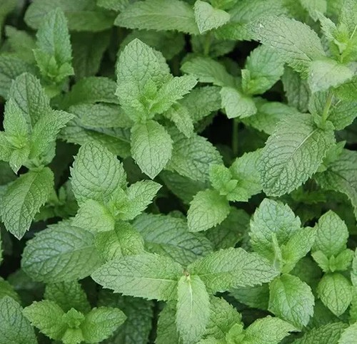 Herb plants, garden ready, 9cm pots lots of choice - Picture 132 of 298