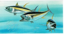 South Africa Postal Stationery unused Ganzsache Bildpostkarte Yellowfin Tuna