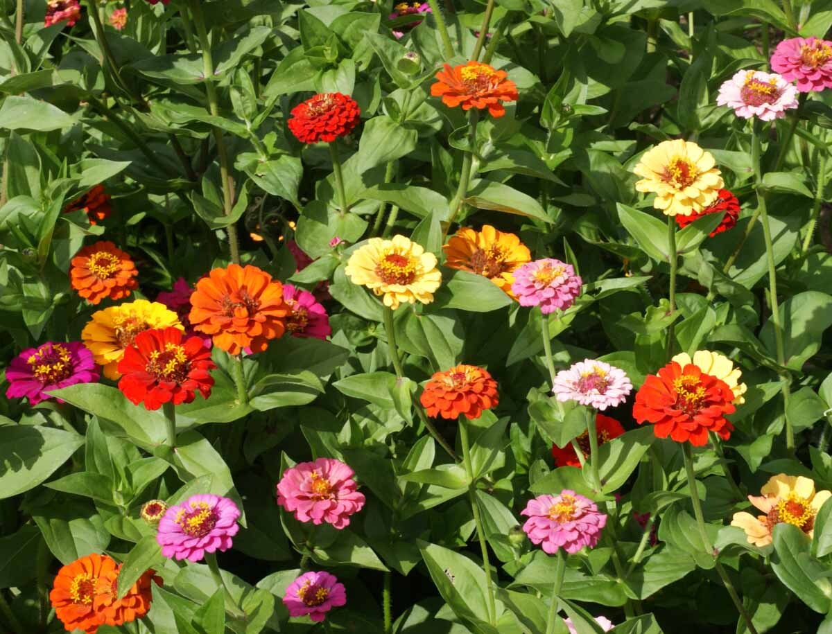 最終値下げ新品soor ploom DunesDress Zinnia 8y Short Stuff™ Mix Zinnia Seeds | Park Seed | Park Seed