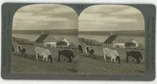 Canada ~ NEAR QUEBEC ~ Cows Grazing On Habitant Farm Stereoview 13994 ve266e