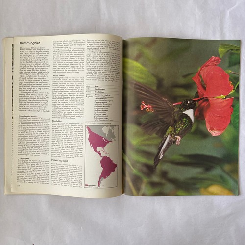 Purnell’s Encyclopedia Of Animal Life Magazine Volume 3 Number 9 - Picture 5 of 7