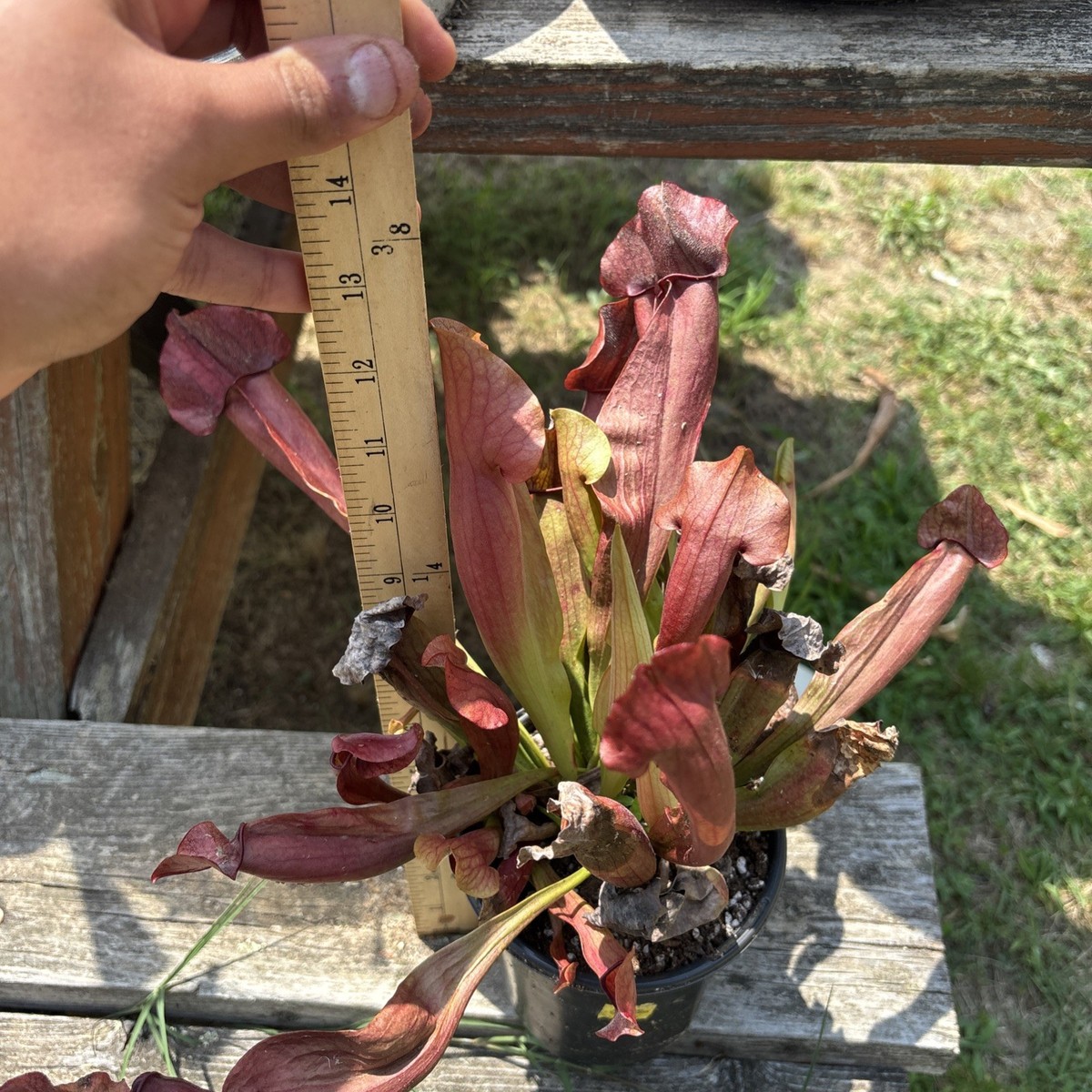 Sarracenia X Maroon: Hardy, Beginner Friendly, Pitcher Plant Hybrid (Live  Plant) | eBay