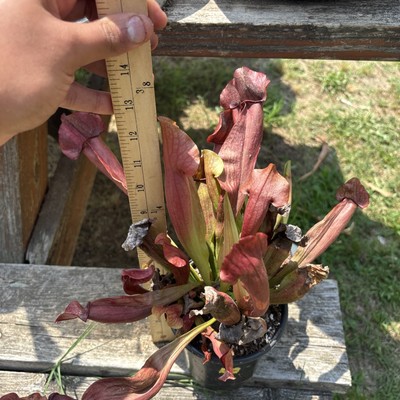 Sarracenia X Maroon: Hardy, Beginner Friendly, Pitcher Plant