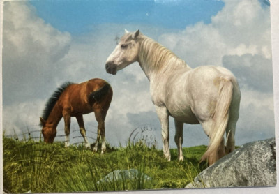 VINTAGE JOHN HINDE POSTKARTE - CONNEMARA PONYS - VERSCHICKT LISKEARD 1971