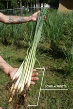 Luray Lemongrass 12 Live PLANTS starter/rooted plugs (Pre-orders) ~A Beebop Farm