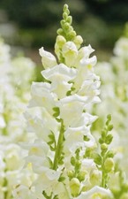 SNAPDRAGON SNOWFLAKE BOUQUET FLOWER SEED NONGMO FRESH HARVEST