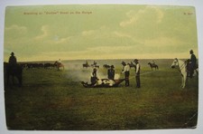 Cowboys Branding an Outlaw Steer on the Range; Horses Old 1910-20s Postcard