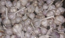 5 Knoblauch Knollen Frisch Lecker Aromatisch Knoblauchzehen Kochen Pflanzen