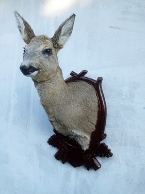 Reh weiblich Taxidermie Mask dekoriert geschnitzt
