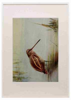 Whymper Charles 1853 1941 Egyptian Birds 1909 Common Snipe A3 A4 Framed Print P
