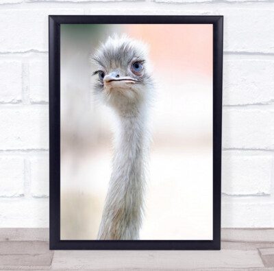 Natürliche Schönheit Strauß Tier Hals Tiere Vogel Vögel Bokeh Wandkunstdruck