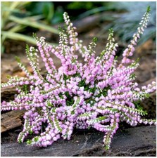 Scottish Heather Calluna Vulgaris 'County Wicklow' | Evergreen Shrub |