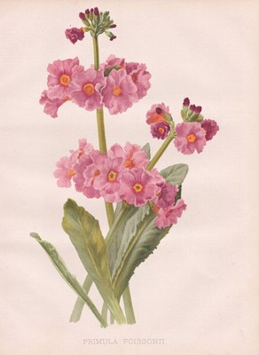 Primel primrose Primula Blume botany flower Botanik Robinson Litho