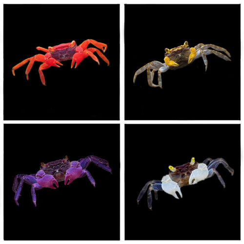 6 x Randomly Selected Geosesarma Crabs | Decapod Crustacean