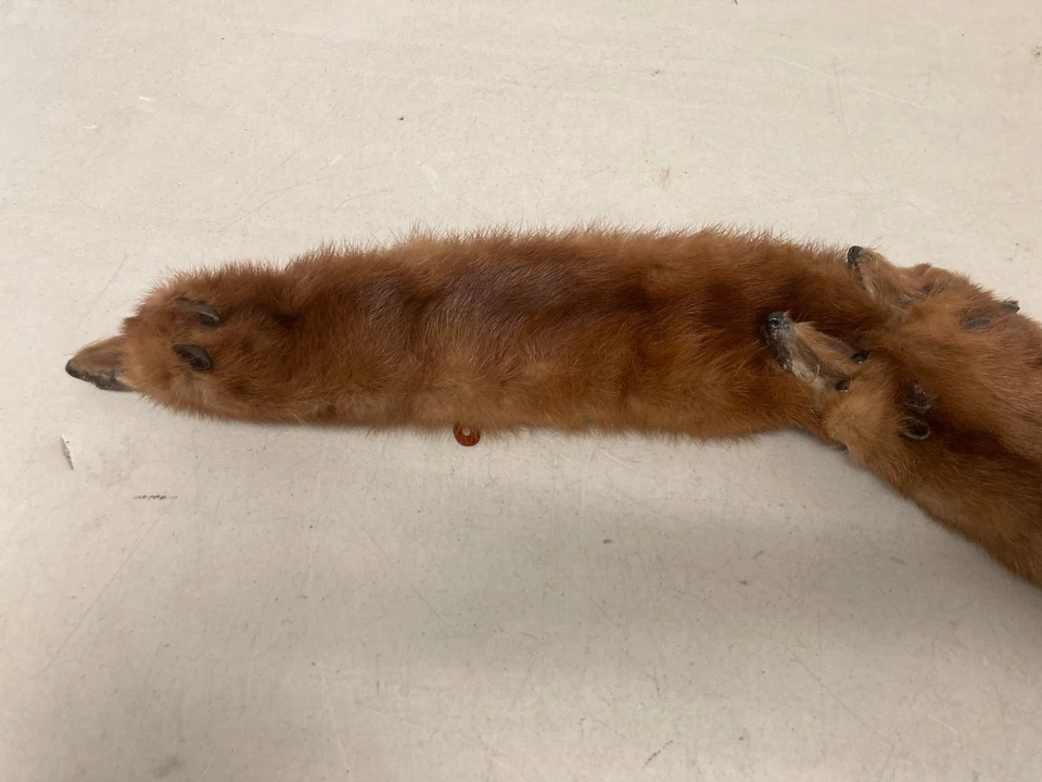 Vintage 5 Mink Fur Stole Pelts Scarfs Heads Full Body Taxidermy 1940s 1950s - Image 2 of 4