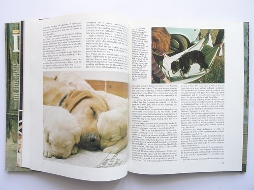 Dog Photo Book 1978 AllColor English 104 Pages From Japan - Picture 6 of 10