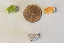 BEADHEAD SCUDS THREE COLORS SIZE 12 HOOK BLUEGILL TROUT FLIES FLY FISHING