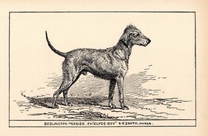 Antique Bedlington Terrier Art Print 1912 Moore Ch Clyde-Boy Bedlington 5223s