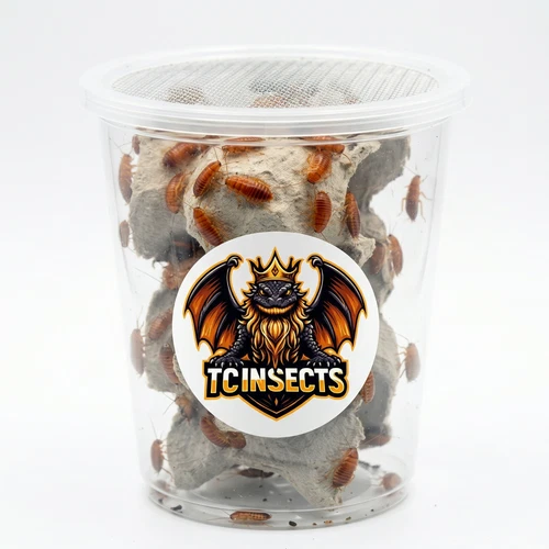 TC INSECTS Live Red Runner Roaches Feeder Insects for Reptiles Amphibians & More