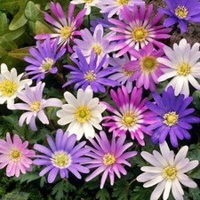 10, 25, 50 or 100 - Mixed Anemone Blanda Bulbs
