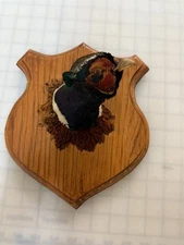 Vintage Ring Neck Pheasant Neck Head Taxidermy Mount South Texas Excellent!