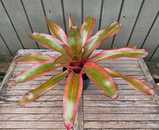 Neoregelia 'Roots and Roots'  rare bromeliad 6''pot