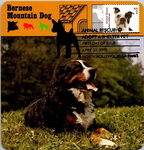 Dr Jim Stamps Maximum Card Animal Shelter Dog Adopt A Shelter Pet 44C Fdc