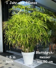 2 XXL bewurzelte Ableger Zyperngras von dieser Pflanze mit kleinen Trieben