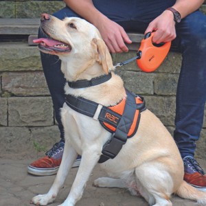 strong extendable dog lead