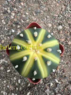 20pcs4-5cm Astrophytum asterias Beautiful Cactus Indoor and Outdoor FamilyGarden