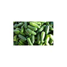 Cucumber Homemade Pickles Great Heirloom Vegetable By Seed Kingdom 100 Seeds