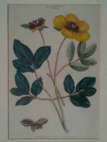 antique botanical lithograph by j. miller "polyandra digynia paeonia "  image 2