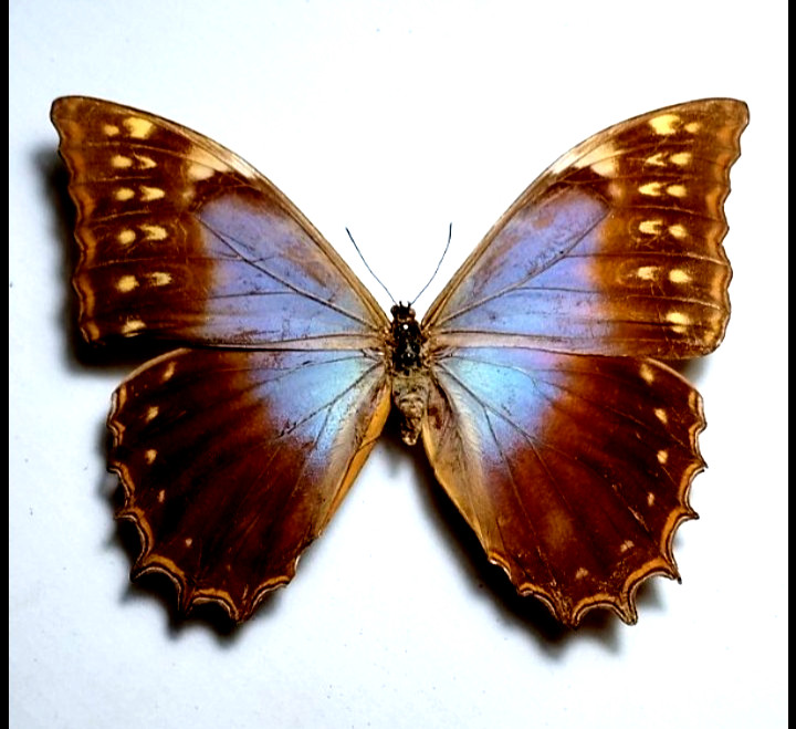 morpho theseus schwetzeri, FEMALE, see photo for quality,unmounted
