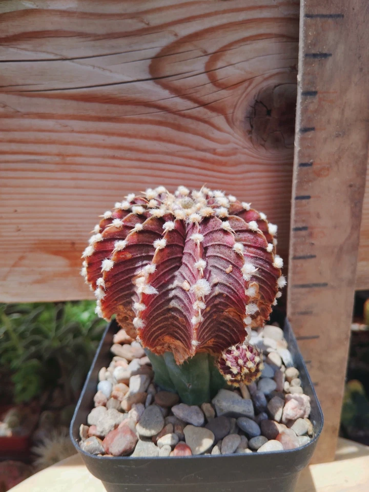 Gymnocalycium Friedrichii 'Agua Dulce' - Image 3 of 3