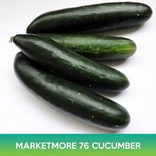Marketmore 76 Cucumber Seeds