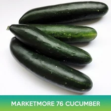 Marketmore 76 Cucumber Seeds